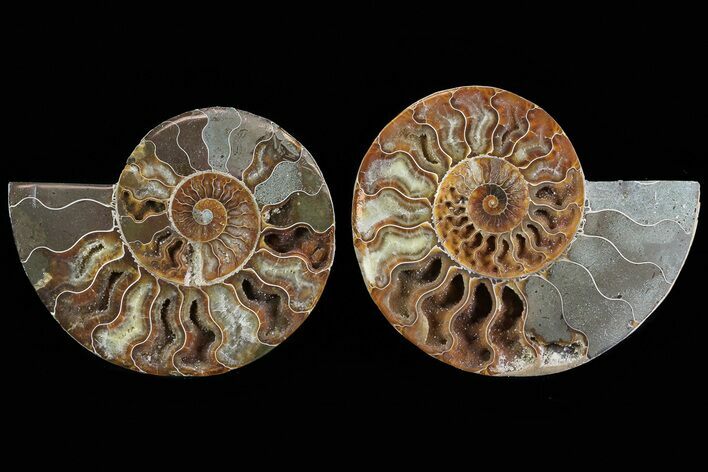 Cut & Polished Ammonite Fossil - Agatized #78565